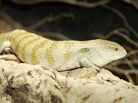 2014#1  #01 Aufnahme: 26.1.2015