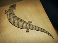 2014#5  #05 Aufnahme: 25.1.2015