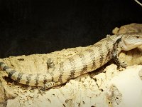 2014#2  #2 Aufnahme: 26.1.2016