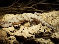 2014#11  #11 Aufnahme: 25.1.2015 : Nachwuchs_14 2014#11