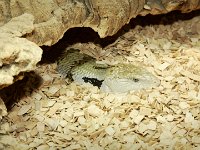 Mutter von #11  Lady Stumpfschwans Mutter von #11 alle buddeln sich zwischendurch gerne in den Buchenchips ein